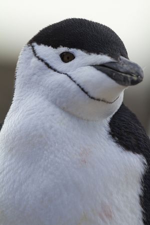 Cooper Bay, South Georgia Island 358.jpg